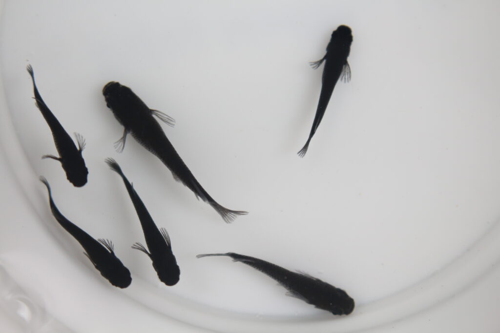 メダカの種類について徹底解説!初心者に人気の品種から体型・体色・ヒレの違いまで完全ガイド | JASMA 日本改良メダカの会