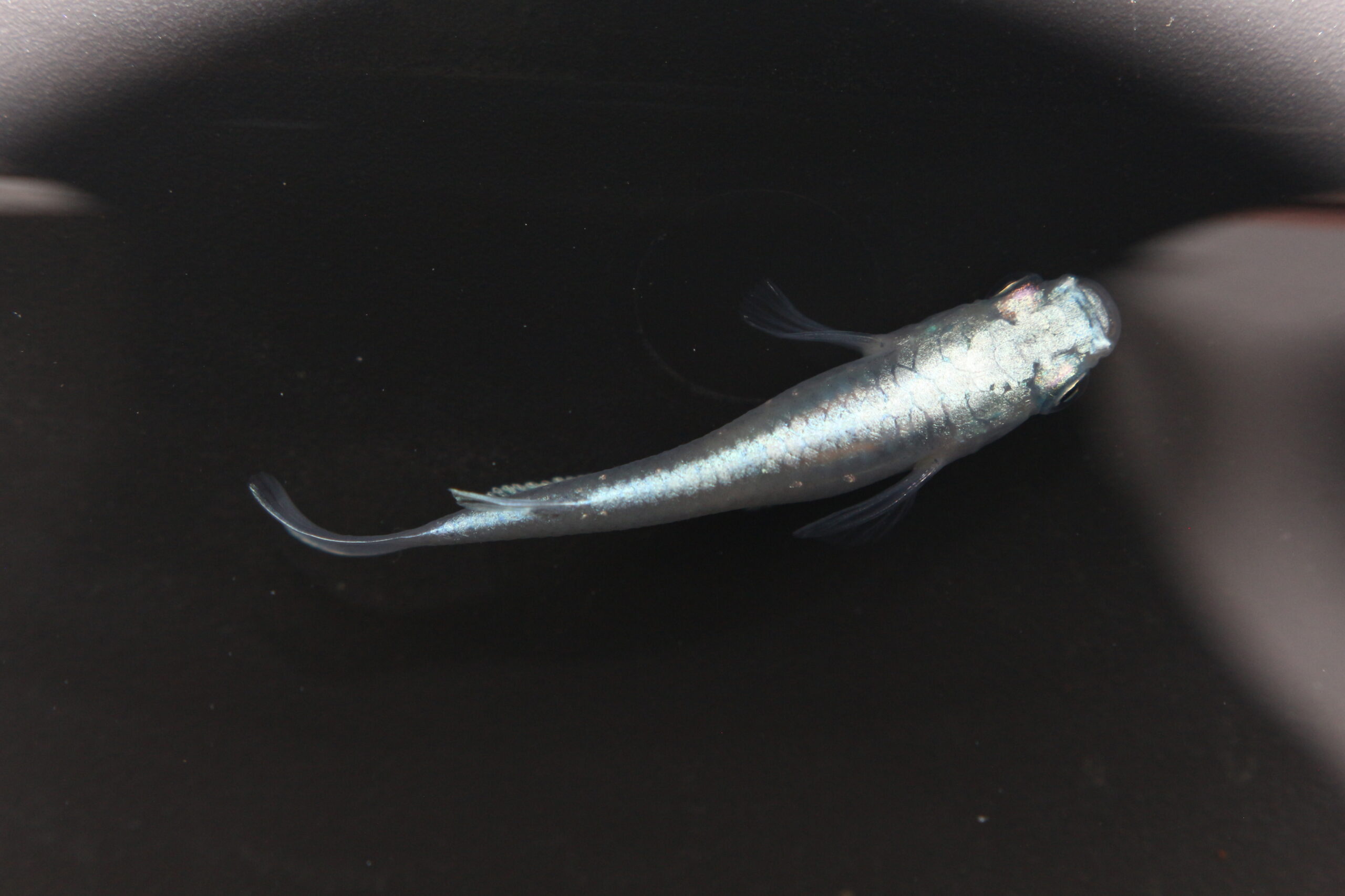 ◎幹之めだか☆鉄仮面めだか☆フルボディめだか〇ロングフィン血筋　10ペア　20匹 No10 鉄仮面 フルボディの通販