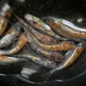 三色ラメメダカの特徴、飼育難易度、固定率、繁殖について