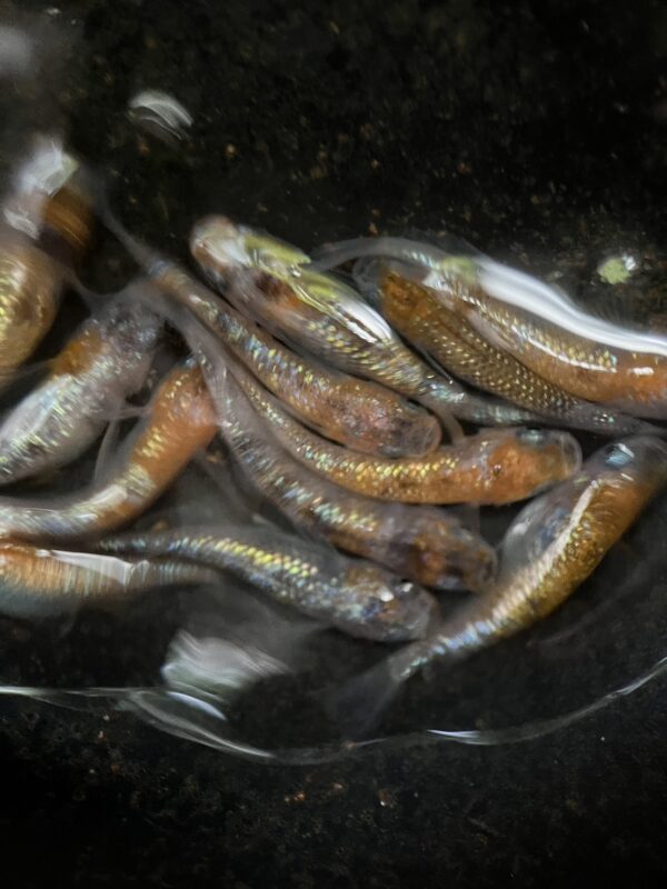 三色ラメメダカの特徴、飼育難易度、固定率、繁殖について