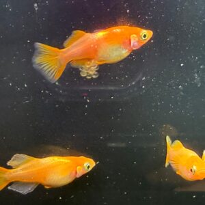 東天光メダカの品種・特徴・飼育ポイント完全ガイド