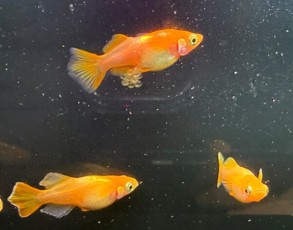 東天光メダカの品種・特徴・飼育ポイント完全ガイド