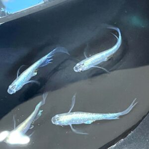 青蝶メダカの飼育や特徴、作出経緯、固定率について