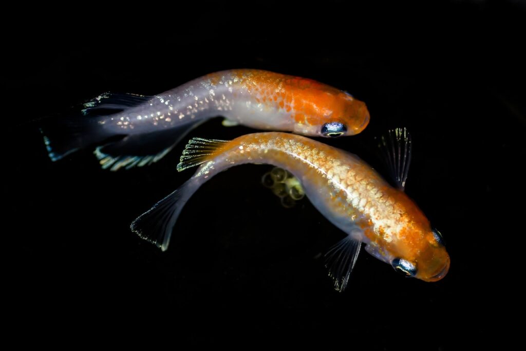 メダカの種類について徹底解説！初心者に人気の品種から体型・体色・ヒレの違いまで完全ガイド | JASMA 日本改良メダカの会