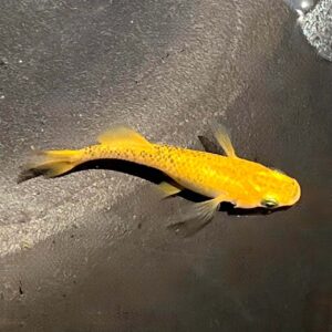 乙姫メダカの魅力と特徴・飼育方法｜品種データや入手情報を徹底解説