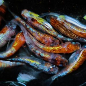 花魁メダカの飼育難易度、作出背景・特徴・選別と体外光の伸ばし方