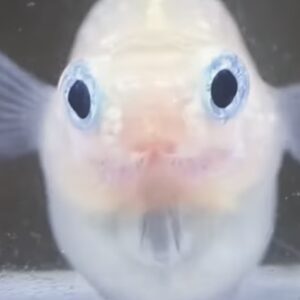 ポニョメダカ徹底ガイド｜特徴・飼育方法・固定率と人気の理由を解説