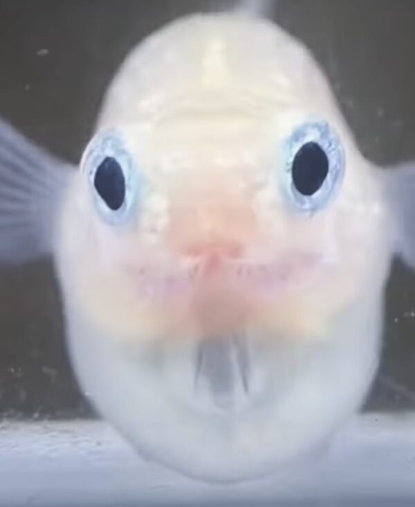 ポニョメダカ徹底ガイド｜特徴・飼育方法・固定率と人気の理由を解説