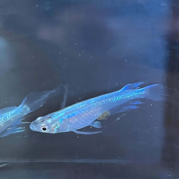 青蝶メダカの飼育や特徴、作出経緯、固定率について - 画像 (2)