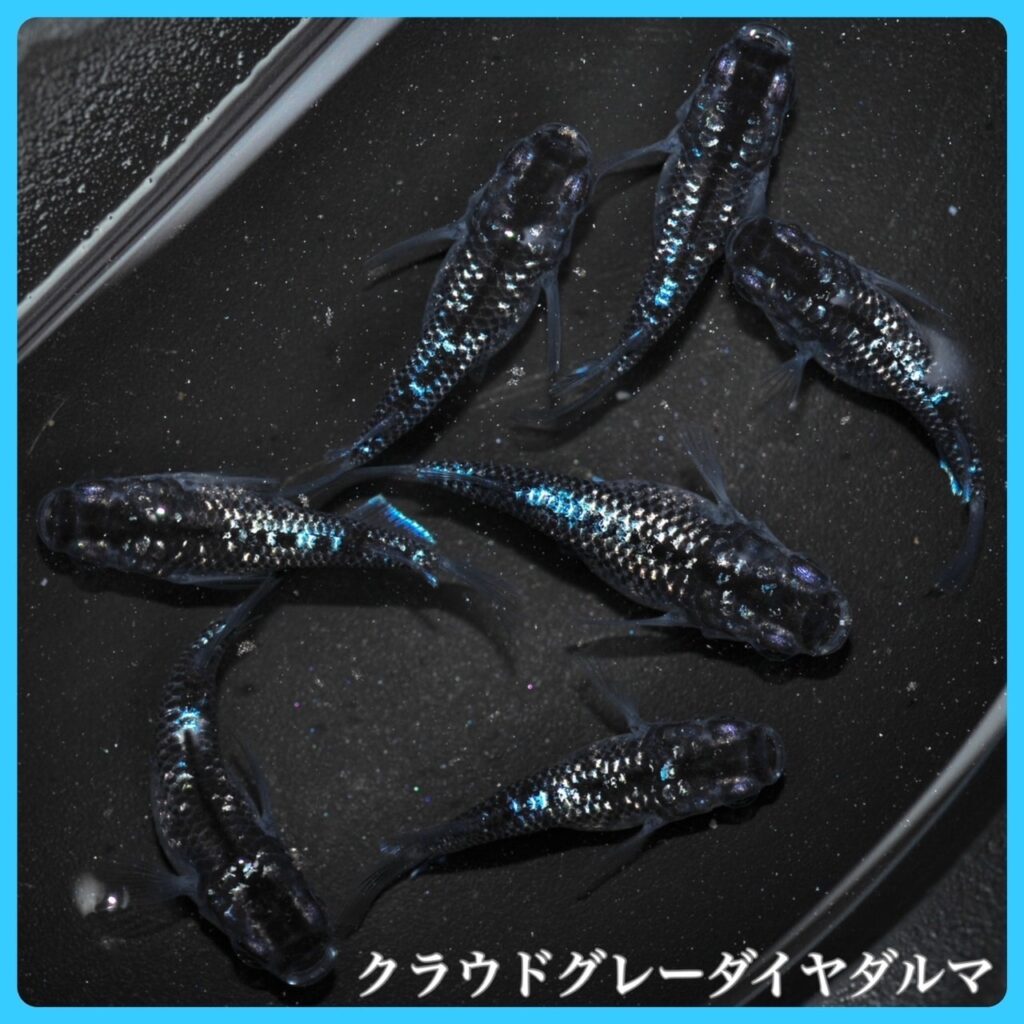 クラウドグレーダイヤ