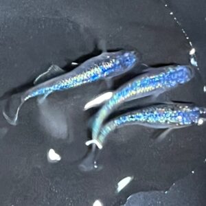 ネプチューンメダカの特徴・繁殖・飼育