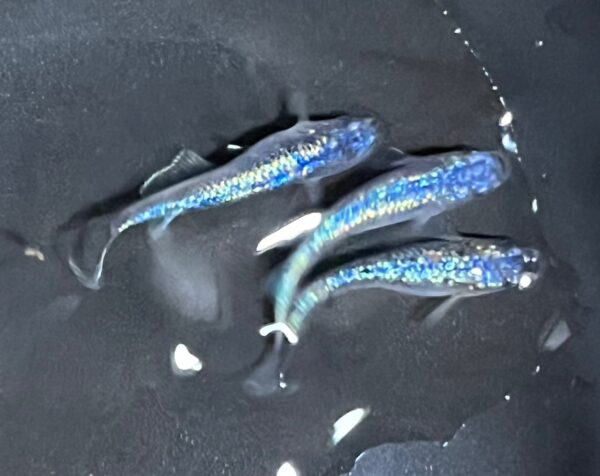 ネプチューンメダカの特徴・繁殖・飼育