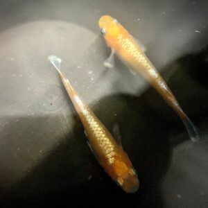 アマテラス メダカの特徴、飼育難易度、固定率など！鱗光が映える紅白体外光の魅力・作出背景・飼育と選別のコツ