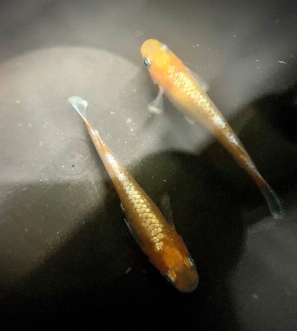 アマテラス メダカの特徴、飼育難易度、固定率など！鱗光が映える紅白体外光の魅力・作出背景・飼育と選別のコツ
