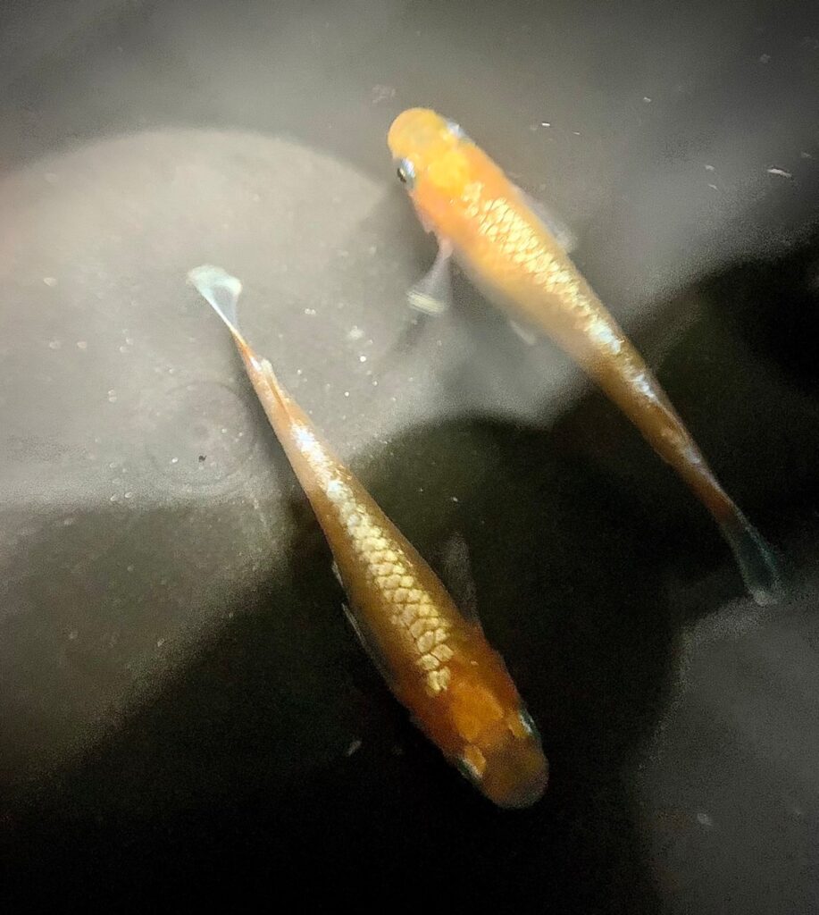 アマテラス