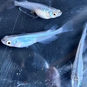 深海メダカの特徴・飼育方法・人気の秘密｜幻想的な青の体内光を楽しむ