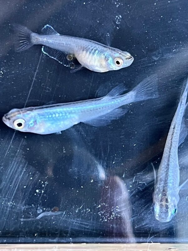 深海メダカの特徴・飼育方法・人気の秘密｜幻想的な青の体内光を楽しむ