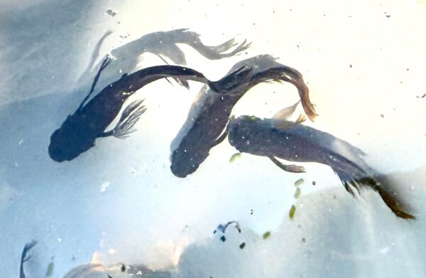 阿形メダカの特徴と飼育難易度、固定率について
