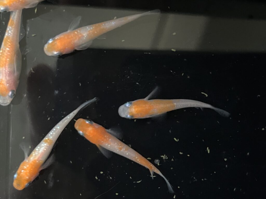 王華