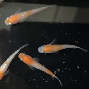 王華メダカの特徴と固定率・飼育難易度、飼育方法について