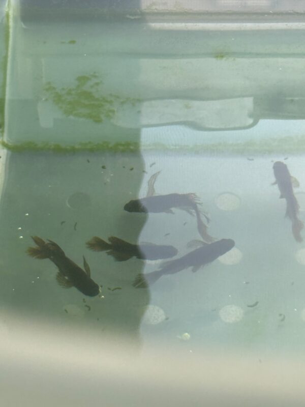 阿形メダカの特徴と飼育難易度、固定率について - 画像 (2)