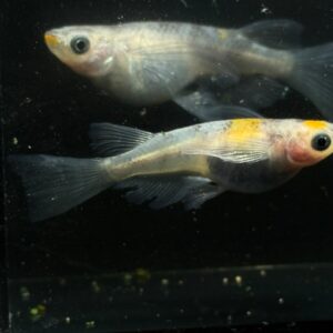 和墨三色メダカの特徴と飼育、繁殖、固定率など