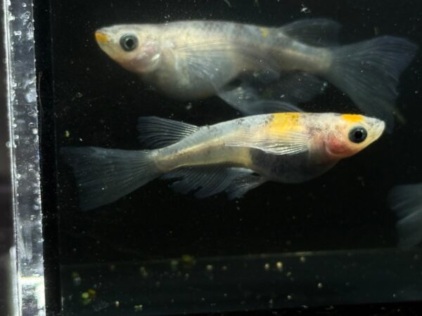 和墨三色メダカの特徴と飼育、繁殖、固定率など