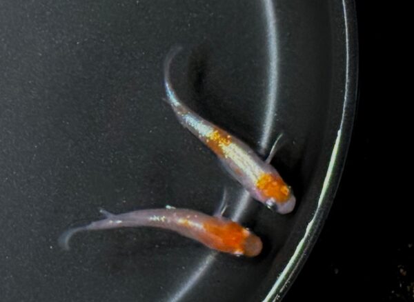 寿メダカの特徴、飼育難易度、固定率、繁殖などについて！ - 画像 (2)