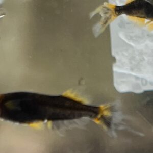 クラミツハメダカの特徴と飼育方法、固定率、飼育難易度など