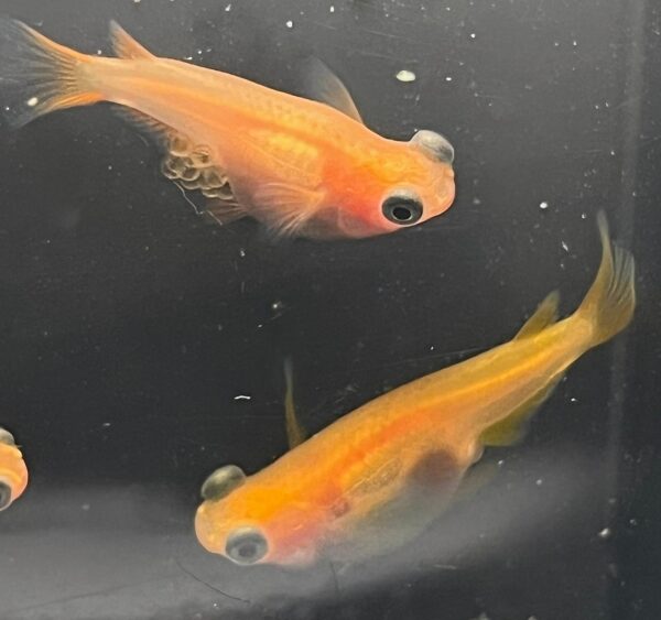 パンダメダカの特徴と飼育方法｜初心者におすすめの人気品種を詳しく解説