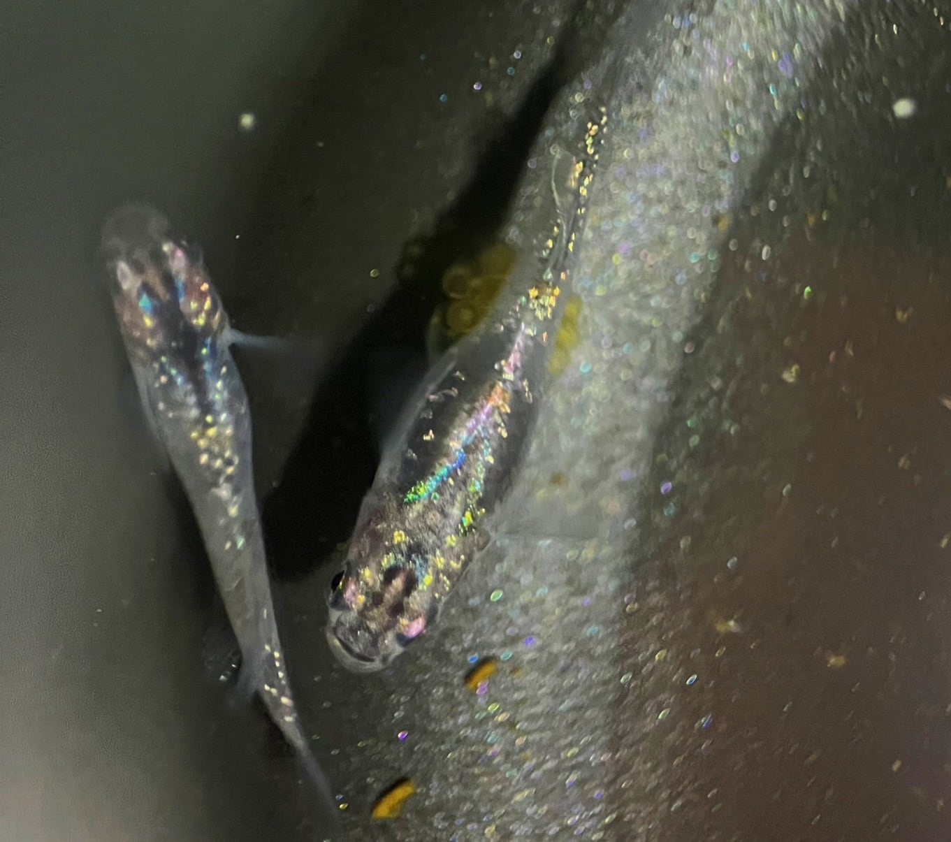 ムラサキ(茈)メダカの特徴と飼育難易度、固定率について