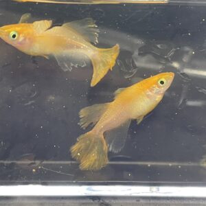 パーティードレスメダカの特徴と飼育難易度、固定率について