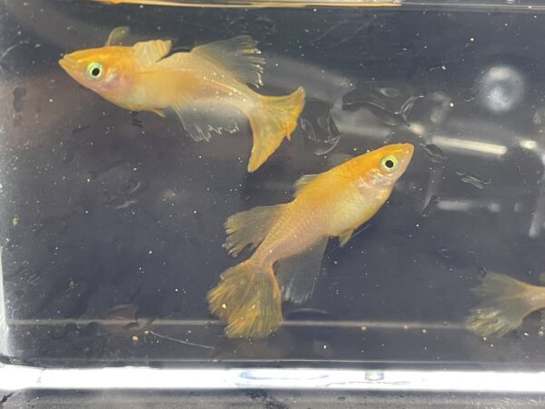 パーティードレスメダカの特徴と飼育難易度、固定率について