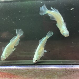 ドラゴンブルーメダカの特徴と飼育・固定率・飼育難易度について