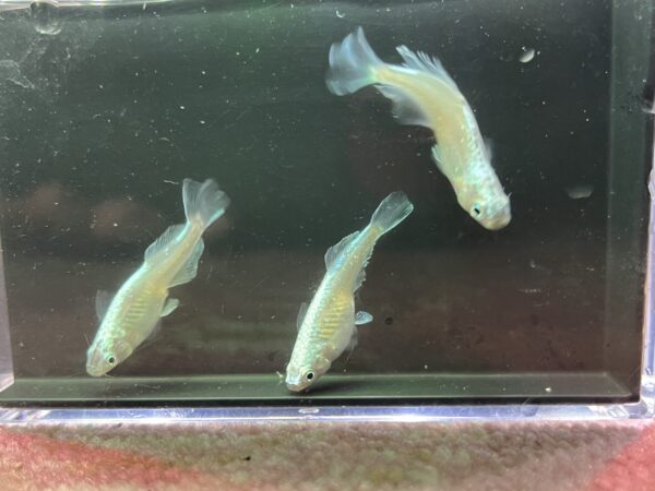 ドラゴンブルーメダカの特徴と飼育・固定率・飼育難易度について