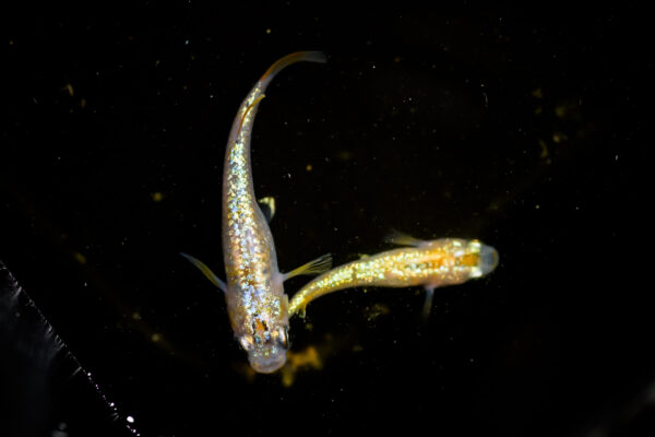 スズランメダカの特徴、固定率、飼育、繁殖難易度について