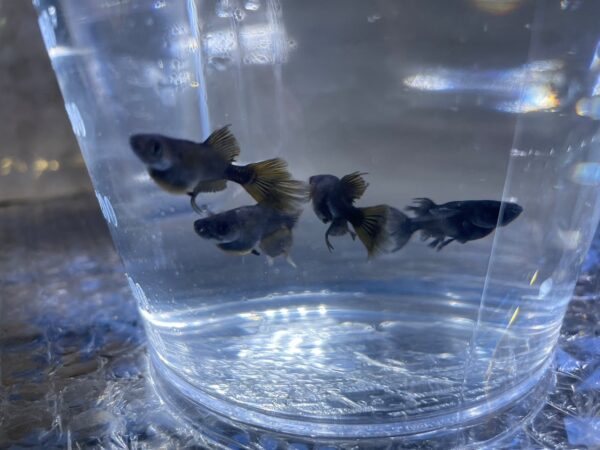 阿形メダカの特徴と飼育難易度、固定率について - 画像 (3)