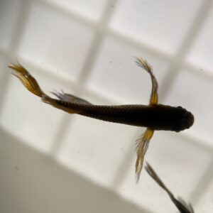 サタンメダカの特徴、飼育難易度、固定率、繁殖について