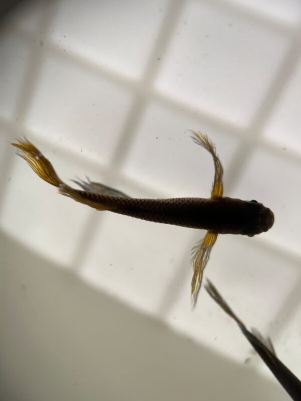 サタンメダカの特徴、飼育難易度、固定率、繁殖について