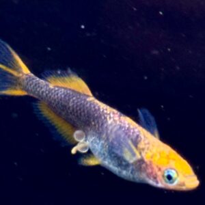 来光メダカの特徴、飼育難易度、固定率、繁殖などについて