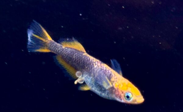 来光メダカの特徴、飼育難易度、固定率、繁殖などについて