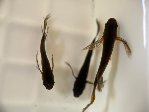 サタンメダカの特徴、飼育難易度、固定率、繁殖について - 画像 (2)