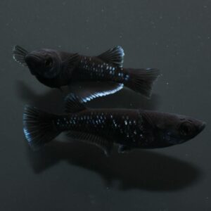 曜変天目メダカの特徴と飼育方法