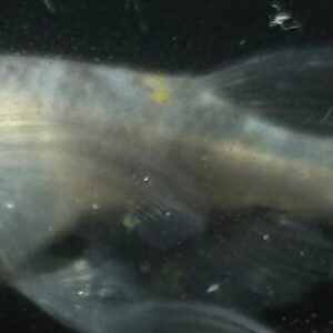 和墨メダカの特徴、固定率、飼育、繁殖について