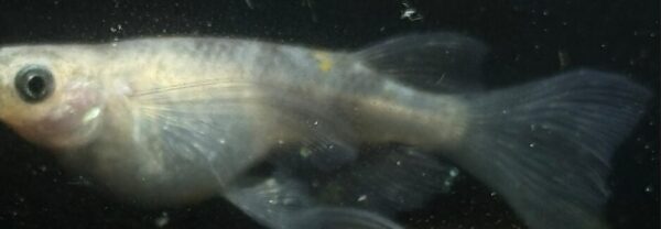 和墨メダカの特徴、固定率、飼育、繁殖について