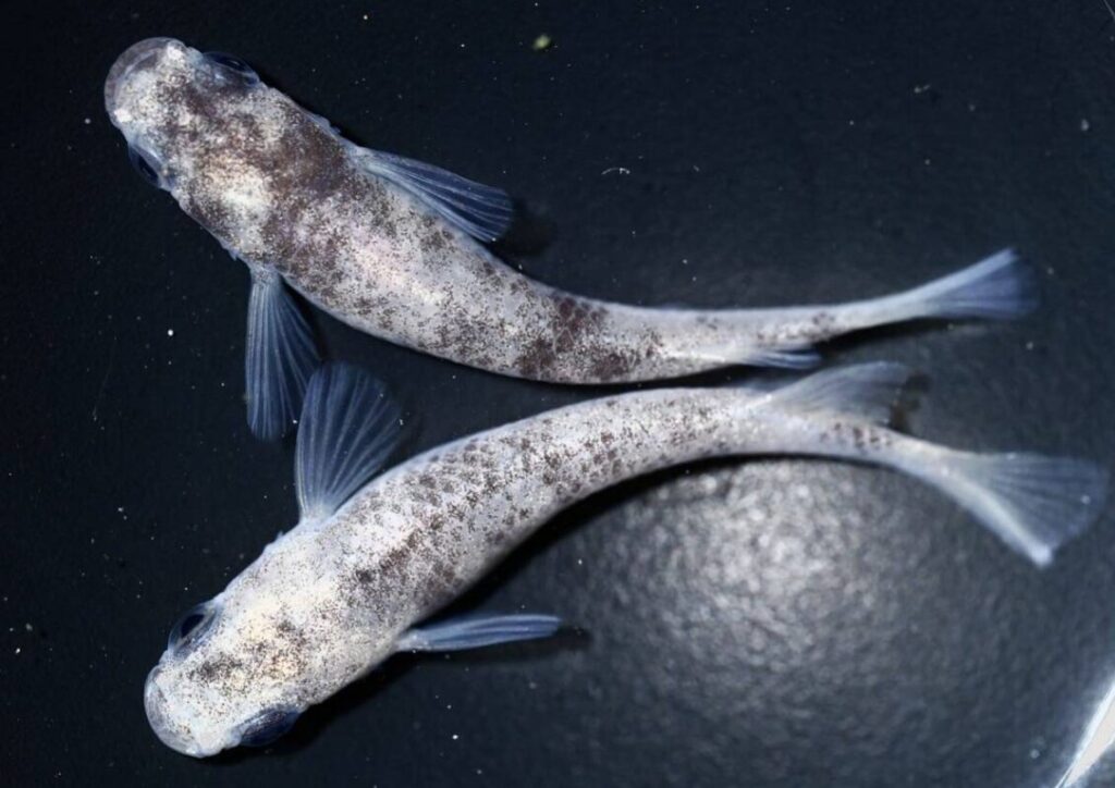 白ブチDW（ディープホワイト）メダカ